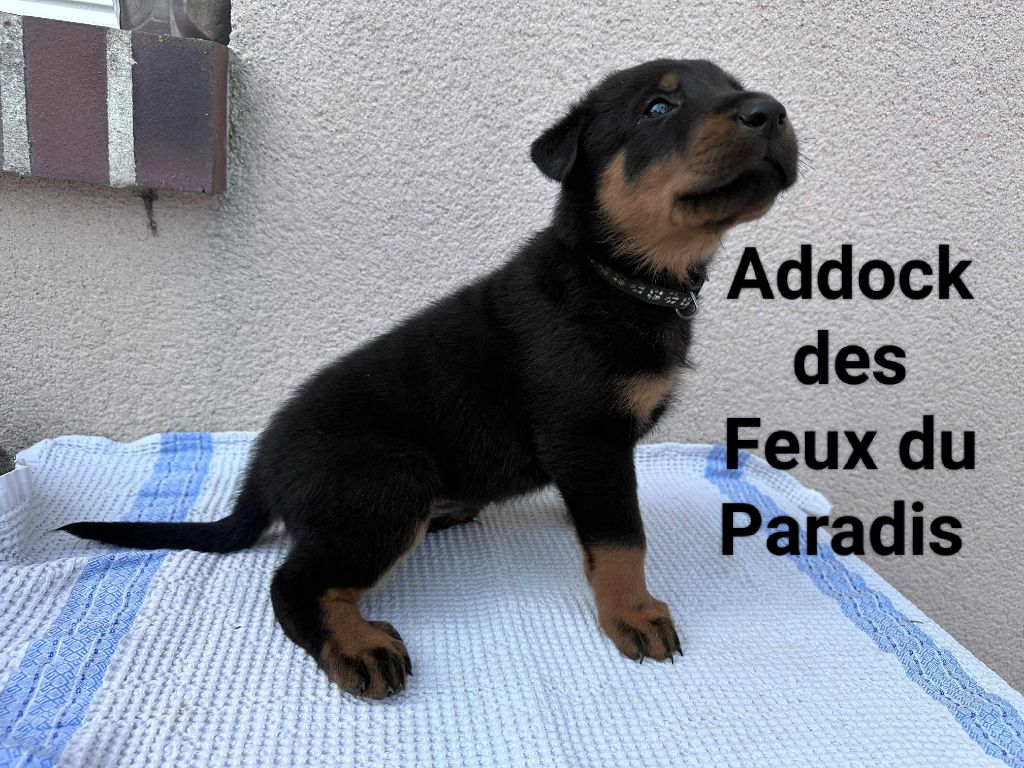 Des Feux Du Paradis - Chiots disponibles - Berger de Beauce