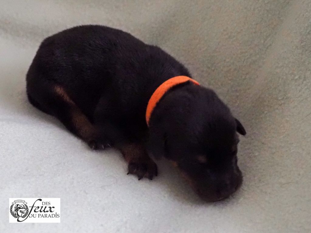 Des Feux Du Paradis - Chiots disponibles - Berger de Beauce