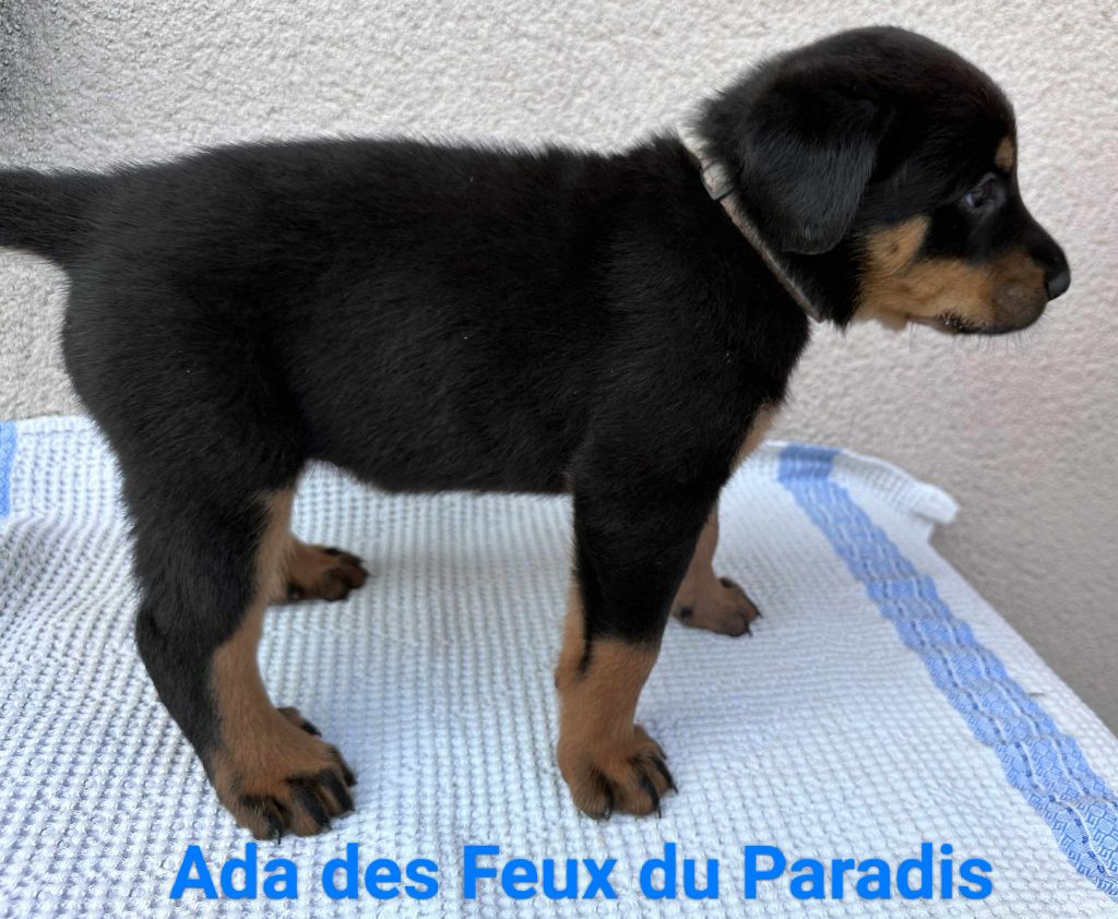 Des Feux Du Paradis - Chiots disponibles - Berger de Beauce