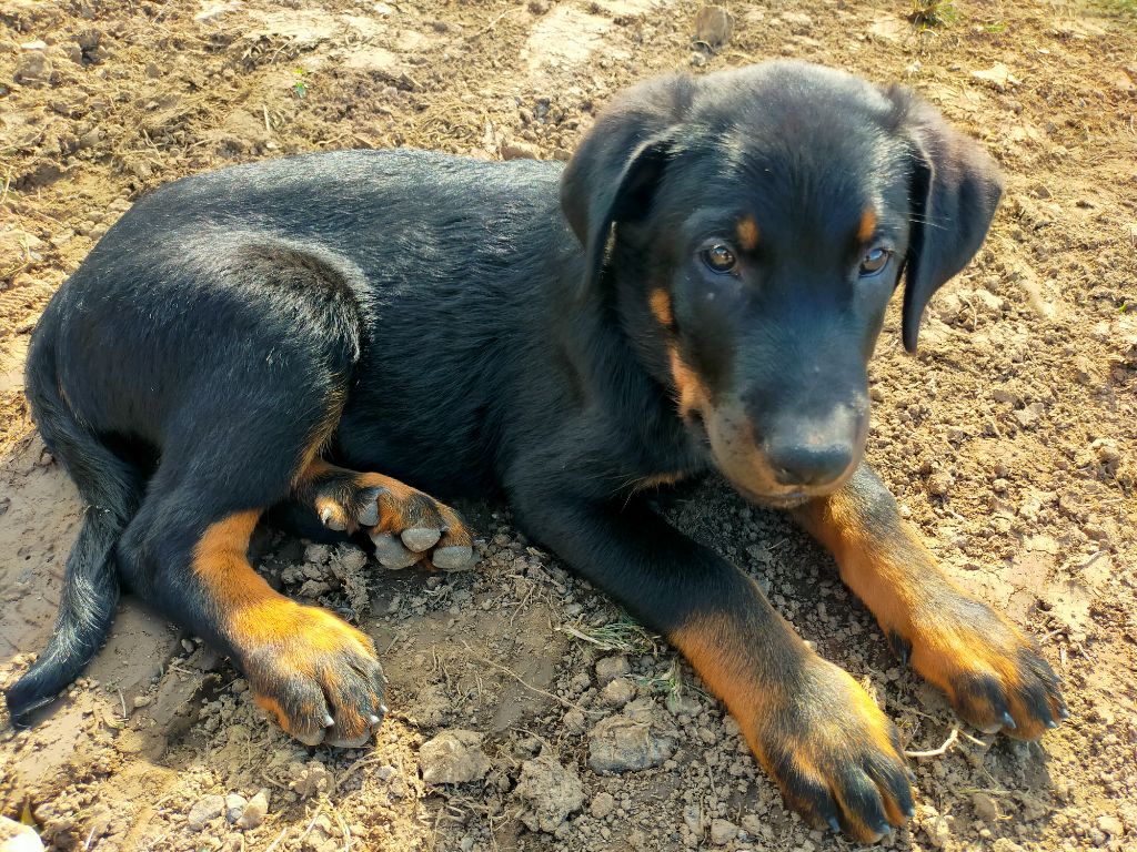 Des Feux Du Paradis - Chiots disponibles - Berger de Beauce
