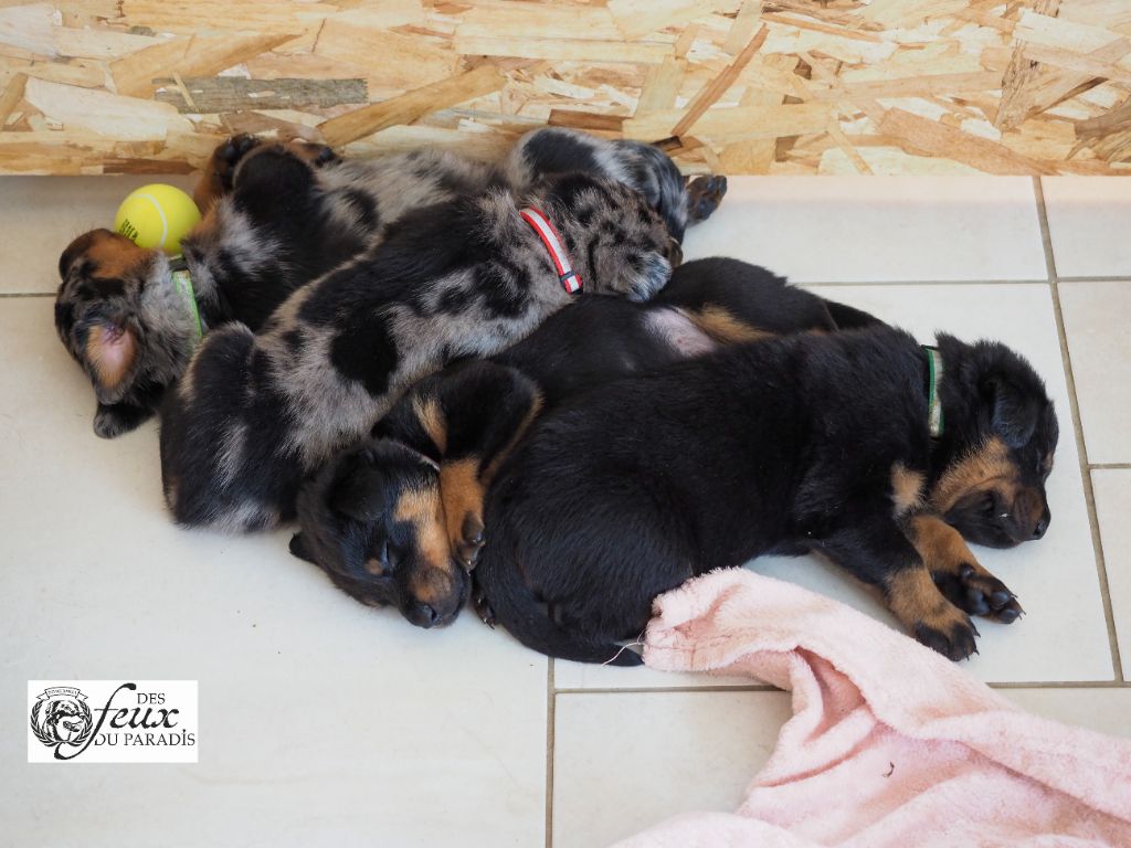Chiot Berger de Beauce Des Feux Du Paradis