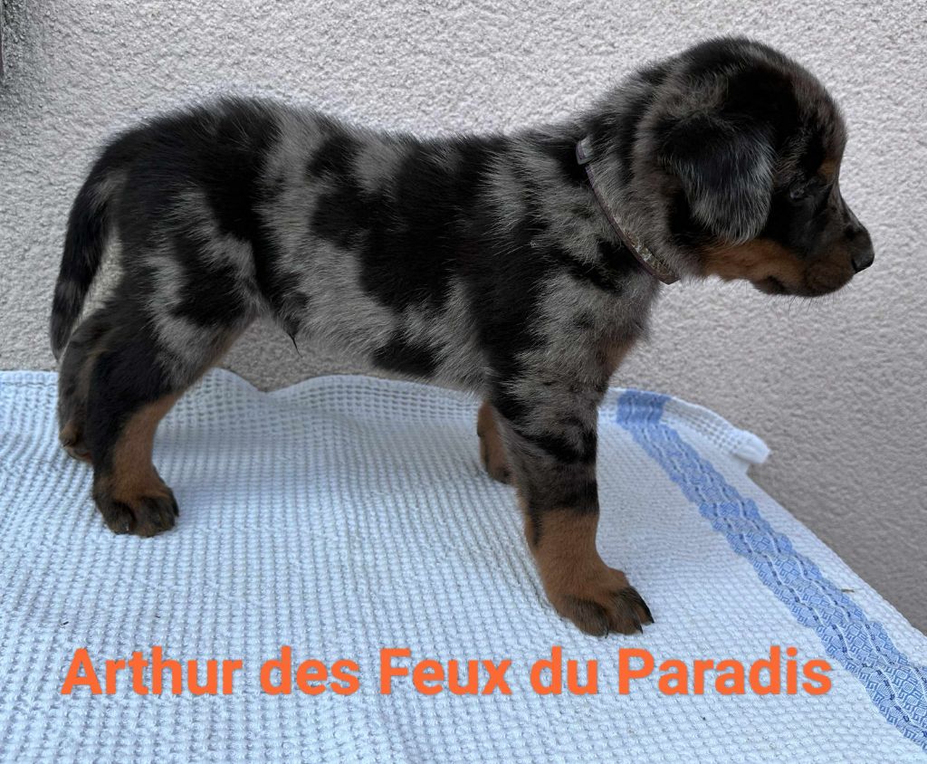 Des Feux Du Paradis - Chiots disponibles - Berger de Beauce