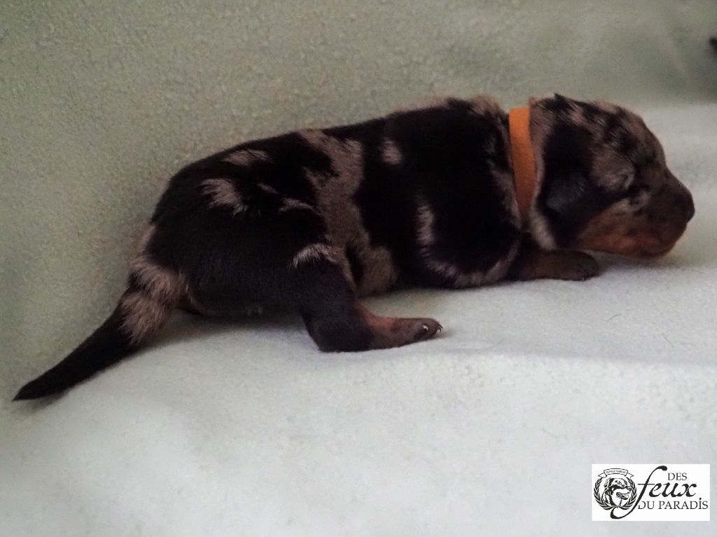 Des Feux Du Paradis - Chiots disponibles - Berger de Beauce