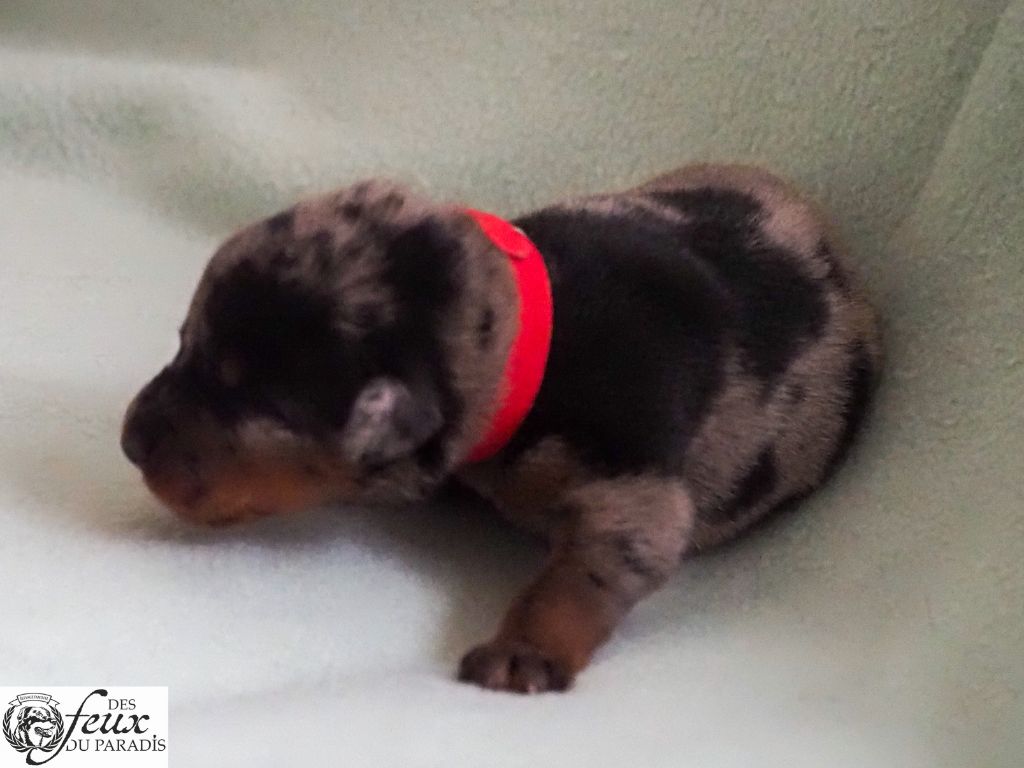 Des Feux Du Paradis - Chiots disponibles - Berger de Beauce