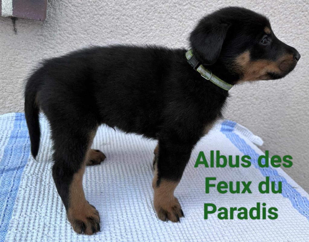 Des Feux Du Paradis - Chiots disponibles - Berger de Beauce