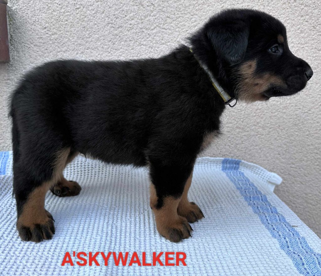 A'SKYWALKER