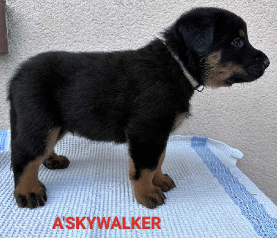A'SKYWALKER