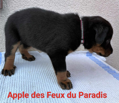 APPLE PI 