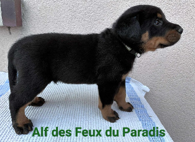 ALF