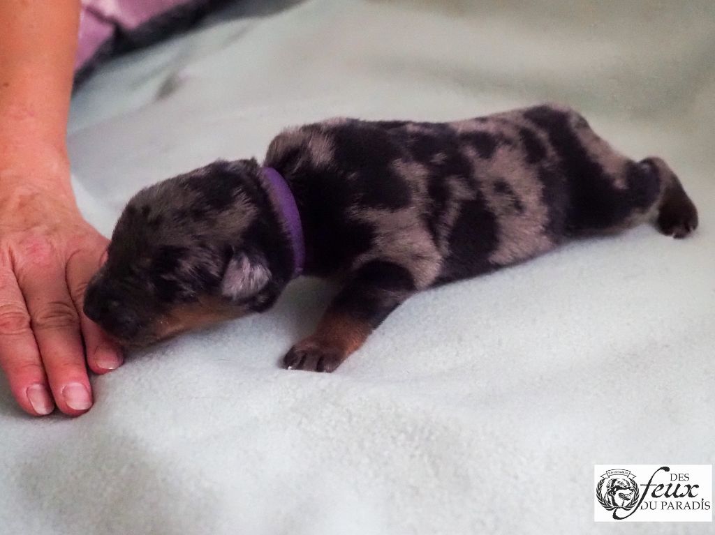 Des Feux Du Paradis - Chiots disponibles - Berger de Beauce