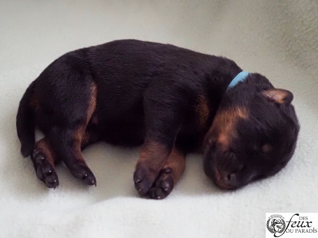 Des Feux Du Paradis - Chiots disponibles - Berger de Beauce