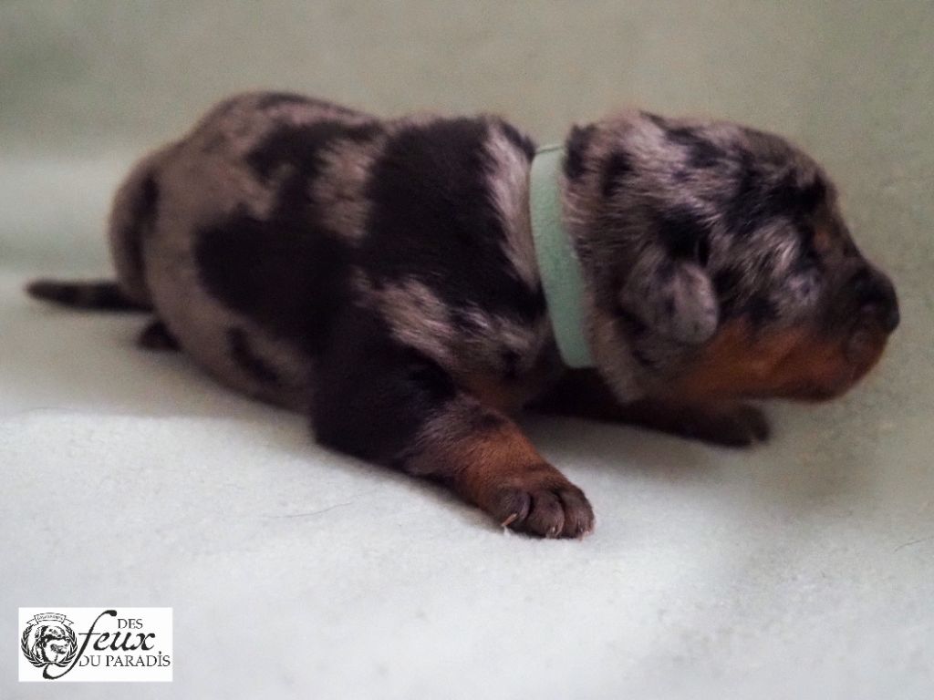 Des Feux Du Paradis - Chiots disponibles - Berger de Beauce