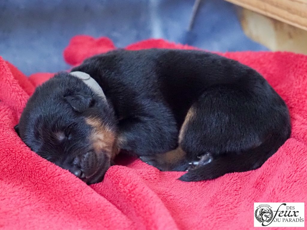 Des Feux Du Paradis - Chiots disponibles - Berger de Beauce
