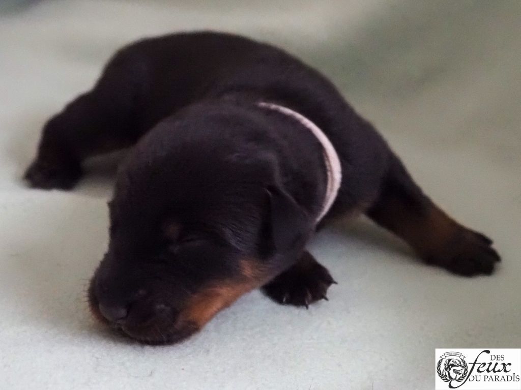 Des Feux Du Paradis - Chiots disponibles - Berger de Beauce